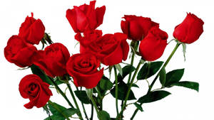 Fresh Red Beautiful Rose Hd Bundle Wallpaper