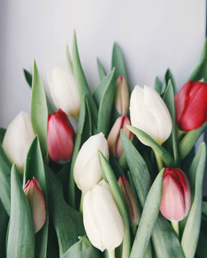 Fresh Red White Flowers Tulips Wallpaper