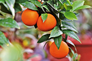 Fresh Satsuma Mandarin On Vibrant Background Wallpaper