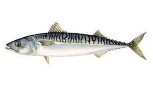 Fresh White Mackerel In White Wallpaper