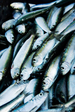 Freshly Catch Small Herrings Wallpaper