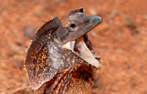 Frilled Lizard Displaying Frill.jpg Wallpaper