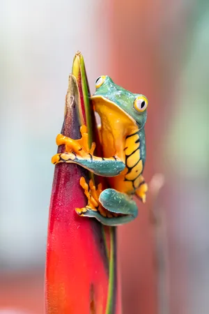Frog Animal Wallpaper