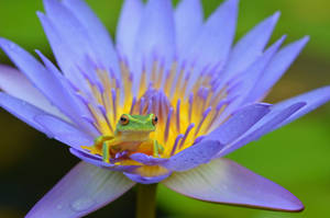Frog In A Blue Water Lily Wallpaper