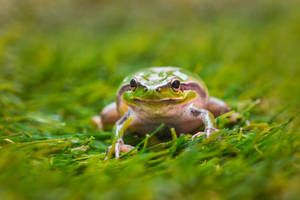 Frog On Green Grass Wallpaper