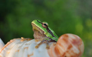 Frog On Shell Wallpaper