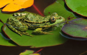 Frog On Water Lily Leaves Wallpaper