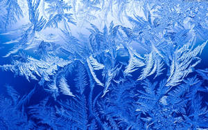 Frost Ice Crystals Pattern Wallpaper