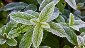 Frosted Mint Leaves Wallpaper