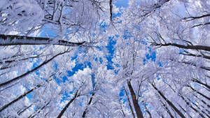 Frosted Trees Winter Desktop Wallpaper