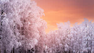 Frosty Winter Sunset_4 K169.jpg Wallpaper