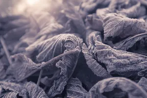 Frozen Dead Leaves Wallpaper