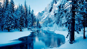 Frozen Pine Forest Wallpaper
