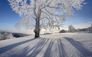 Frozen Tree Winter Desktop Wallpaper