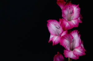 Fuchsia Gladiolus Flowers Wallpaper