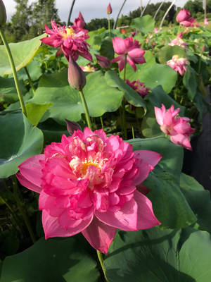 Fuchsia Lotus Flower Wallpaper