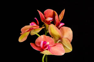 Fuchsia Pink Orchid Wallpaper