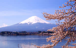 Fuji Peak And Cherry Blossoms In Japan Wallpaper