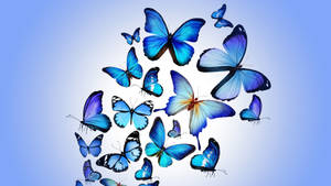 Full 4k Blue Butterflies Wallpaper