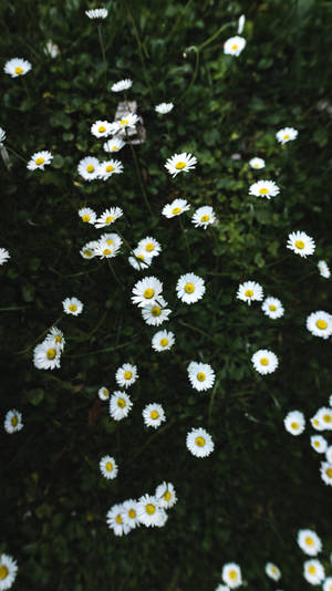 Full Bloom Of White Daisy Iphone Wallpaper
