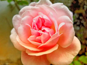 Full Bloom Pink Rose Hd Wallpaper