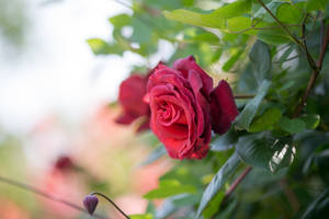 Full Bloom Red Rose Hd Wallpaper