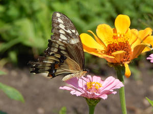 Full Hd Butterfly Giant Swallowtail Wallpaper