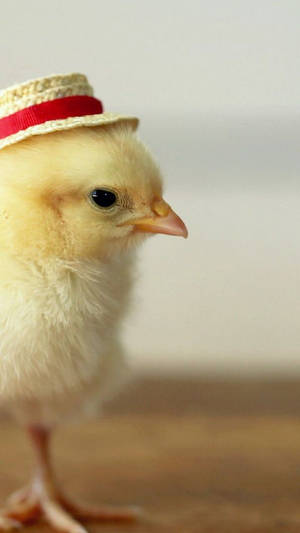Full Hd Chick Wearing Hat Android Wallpaper