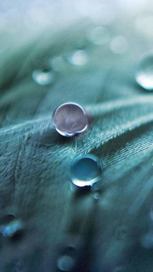 Full Hd Dew Drops On Leaf Android Wallpaper