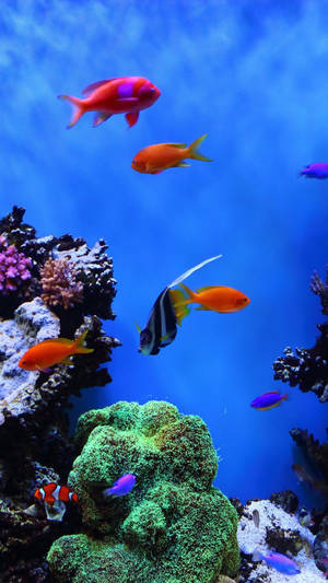 Full Hd Fish Near Corals Android Wallpaper