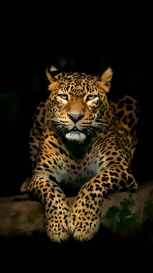 Full Hd Leopard On Ground Android Wallpaper