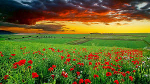 Full Hd Tablet Red Flower Field Wallpaper