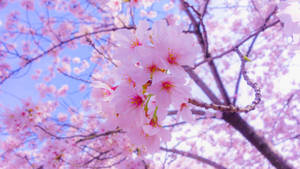 Full Screen 4k Flowers Cherry Blossoms Wallpaper
