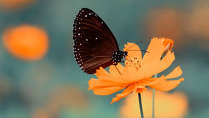 Full Screen 4k Flowers Cosmos And Butterfly Wallpaper
