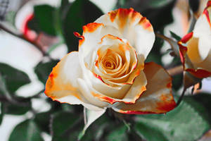 Full Screen 4k Flowers White Orange Rose Wallpaper