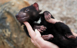 Fun Animals Wiki, Videos, Picture, Stories: Tasmanian Devil Wallpaper