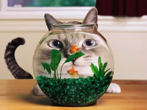 Funny Cat Looking At Bowl Wallpaper