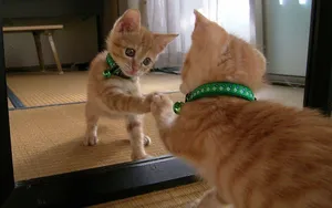 Funny Cat Playing With Itself Wallpaper
