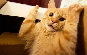 Funny Cat Ready To Surrender Wallpaper