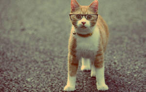 Funny Cat Wearing Glasses Wallpaper
