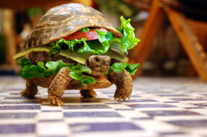 Funny Computer Turtle Sandwich Wallpaper
