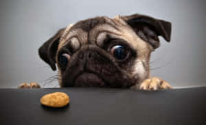 Funny Dog Looking At Piece Of Food Wallpaper
