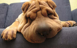 Funny Dog Shar Pei Sleeps On Couch Wallpaper