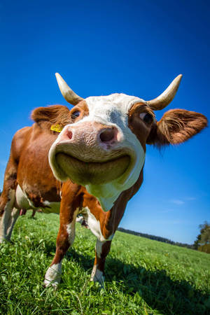 Funny Farm Animal Cattle Smiling At Camera Wallpaper