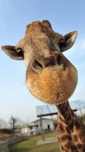 Funny Giraffe Approaches The Camera Wallpaper