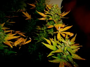 Funny Green Orange Weed Wallpaper