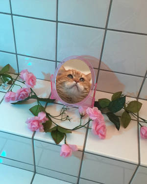 Funny Mirror Cat Aesthetic Wallpaper