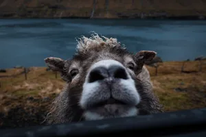 Funny Sheep Animal Wallpaper