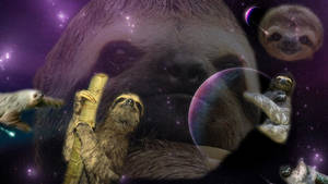 Funny Sloth Pictures Poster Wallpaper