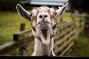 Funny Young Goat Kid Looking At Camera Wallpaper